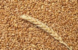Венгрия настаивает на продлении запрета на импорт украинского зерна - agroexpert.md