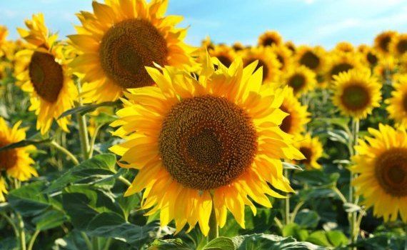Producție floarea-soarelui Moldova Europa de Est Date Iurie Rija