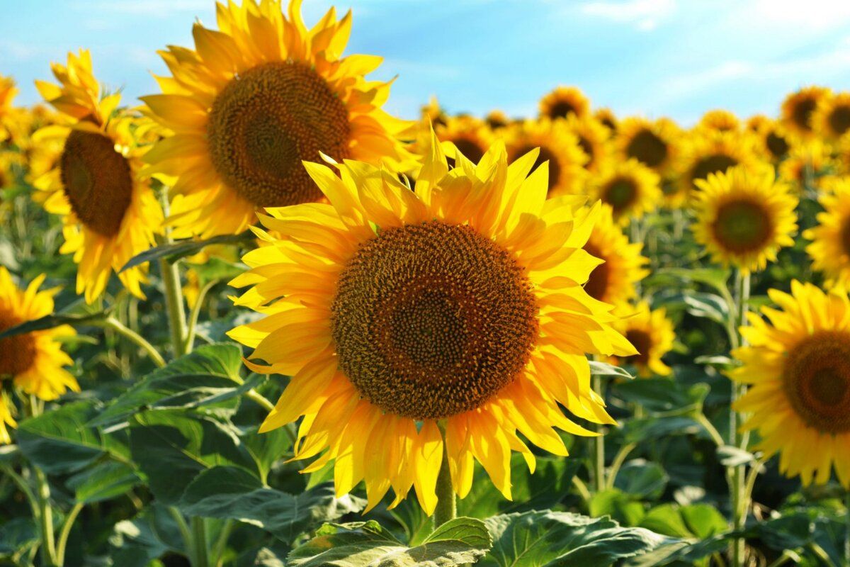 Producție floarea-soarelui Moldova Europa de Est Date Iurie Rija