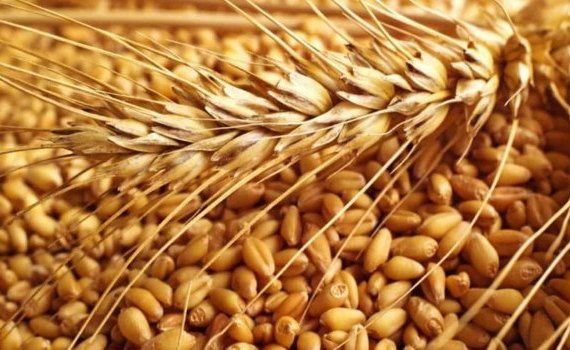 Обзор цен на зерновые в Украине и Молдове за период с 21 по 24 августа - agroexpert.md