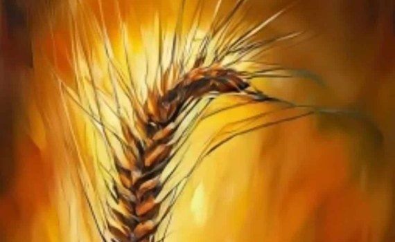 В Германии больше половины нового урожая пшеницы годится только на фураж - agroexpert.md