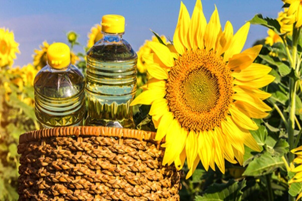 Iurie Rija Costurile producere floarea soarelui ulei - agroexpert.md