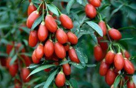 producătoare gojimUngheni - agroexpert.md