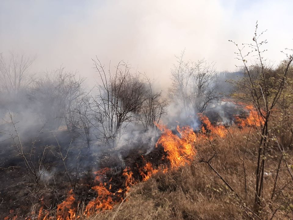 incendii vegetație Grecia -agroexpert.md