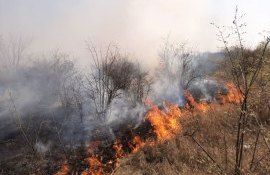 incendii vegetație Grecia -agroexpert.md