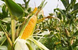 seceta agricultura noi direcții cultivare culturi agricole Moldova - agroexpert.md