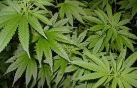 bărbat reținut creșterea cânepei - agroexpert.md
