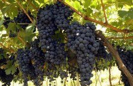 Preț orientativ achiziție struguri vin - agroexpert.md