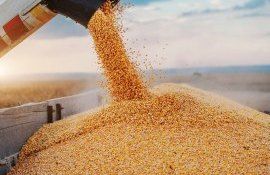 Ucraina se opune restricție import cereale - agroexpert.md