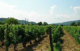 Bolea subvenții 200 mii lei hectar de viță-de-vie - agroexpert.md