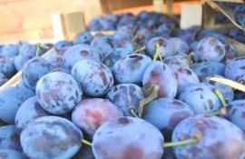 В Молдове растет спрос на сливу, цены пока отстают - agroexpert.md