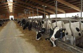 Valoarea genetică a animalelor din ferme va fi sporită - agroexpert.md