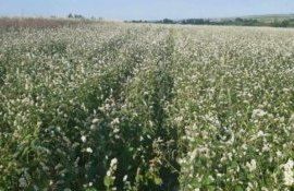 Эксперименты с канадской гречкой – первые результаты - agroexpert.md