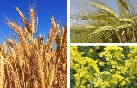 recolta grâu orz rapiță Republica Moldova - agroexpert.md