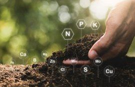 sol calitatea recoltelor - agroexpert.md