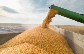 export cereale ucrainene Dunăre SUA România Moldova - agroexpert.md