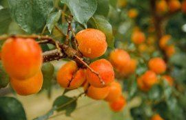 Consultanță gratuită producători caise cireșe - agroexpert.md