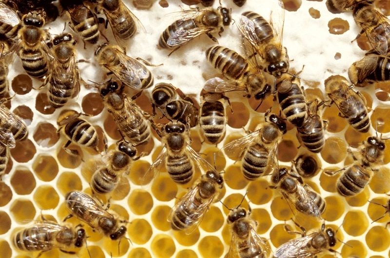 calendar apicultor septembrie - agroexpert.md