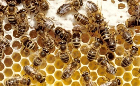 calendar apicultor septembrie - agroexpert.md