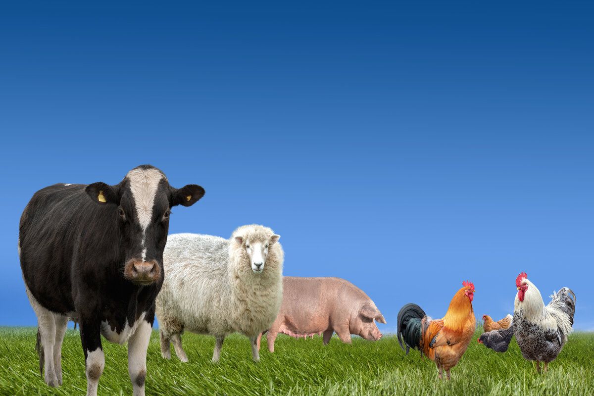 substanțe antimicrobiene interzise animale ANSA - agroexpert.md