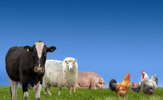 substanțe antimicrobiene interzise animale ANSA - agroexpert.md