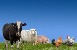 substanțe antimicrobiene interzise animale ANSA - agroexpert.md