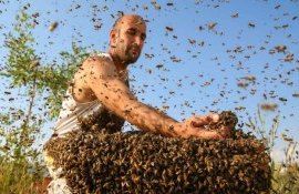 В Винницкой области пчелы посреди улицы до смерти закусали мужчину - agroexpert.md