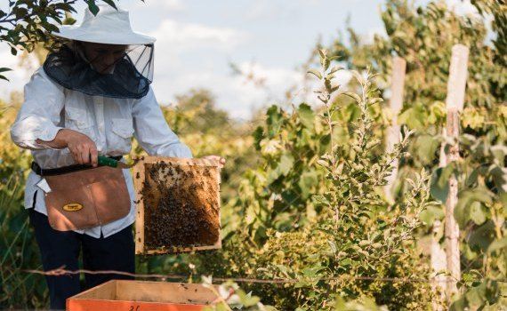 afacere apicolă Ungheni - agroexpert.md