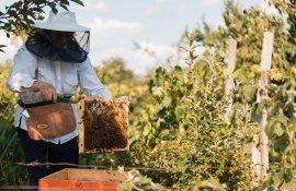 afacere apicolă Ungheni - agroexpert.md