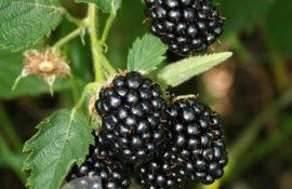 Посадка бесшипной ежевики по правилам удачного старта - agroexpert.md