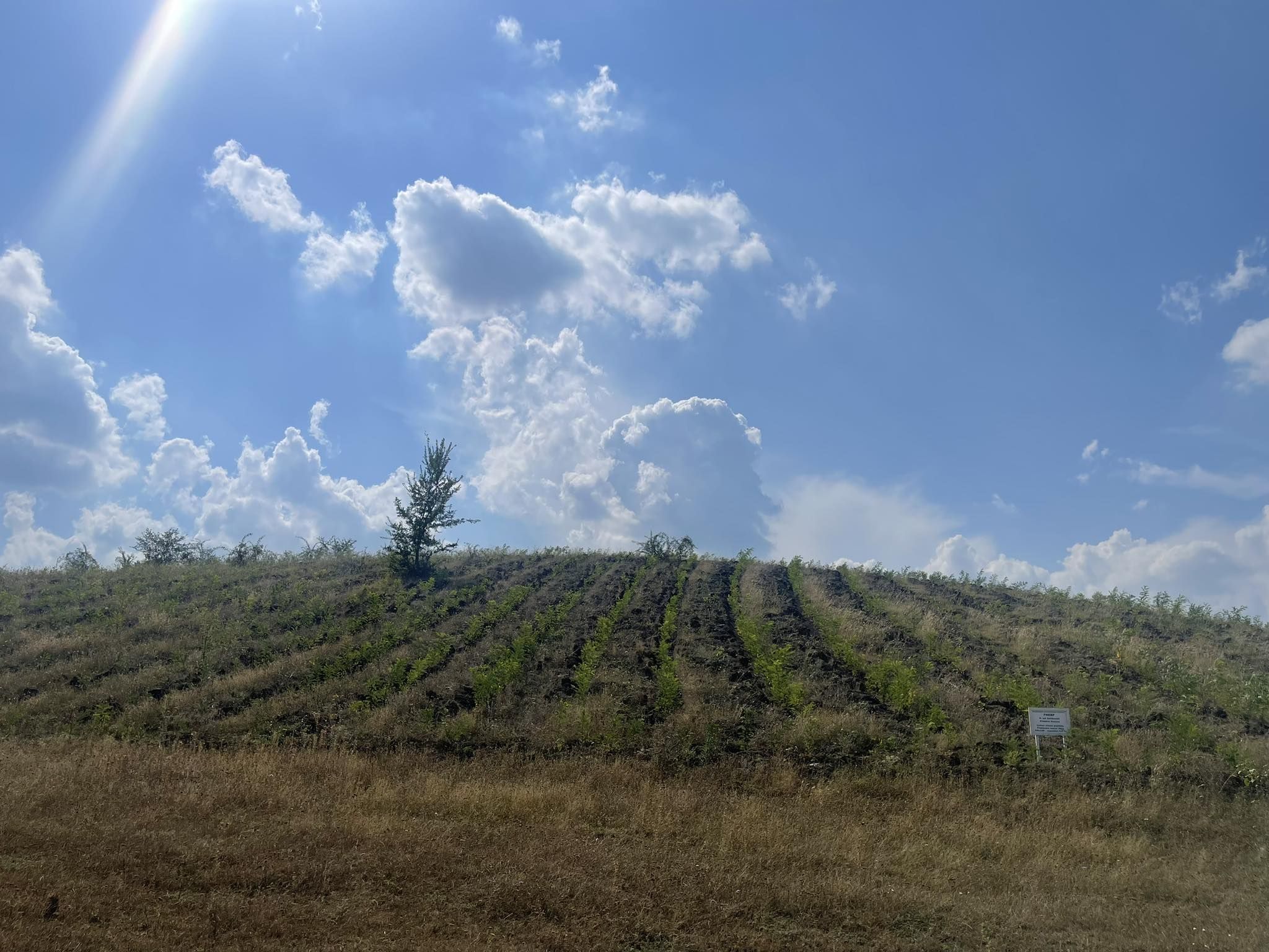 Programului Național de Împădurire - agroexpert.md