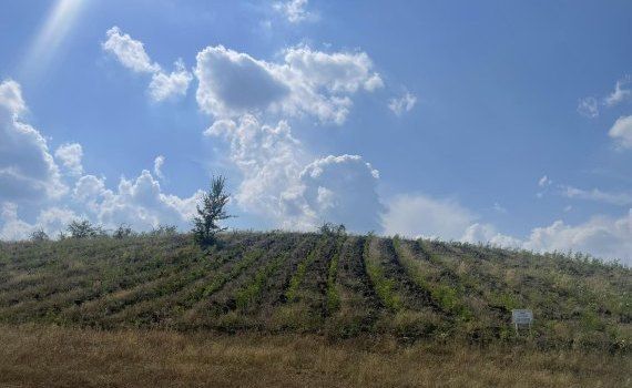 Programului Național de Împădurire - agroexpert.md