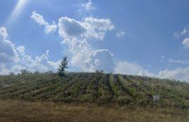 Programului Național de Împădurire - agroexpert.md