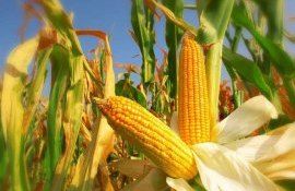 Бразилия заняла первое место в мире по экспорту кукурузы, опередив США - agroexpert.md