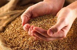 grâu Rusia Egipt - agroexpert.md