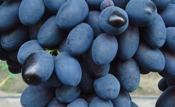 Начало уборки позднего винограда на юге Молдовы - agroexpert.md