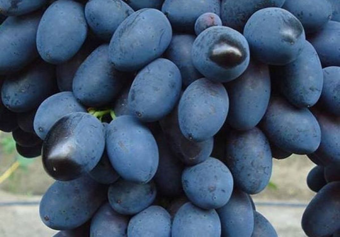 Начало уборки позднего винограда на юге Молдовы - agroexpert.md