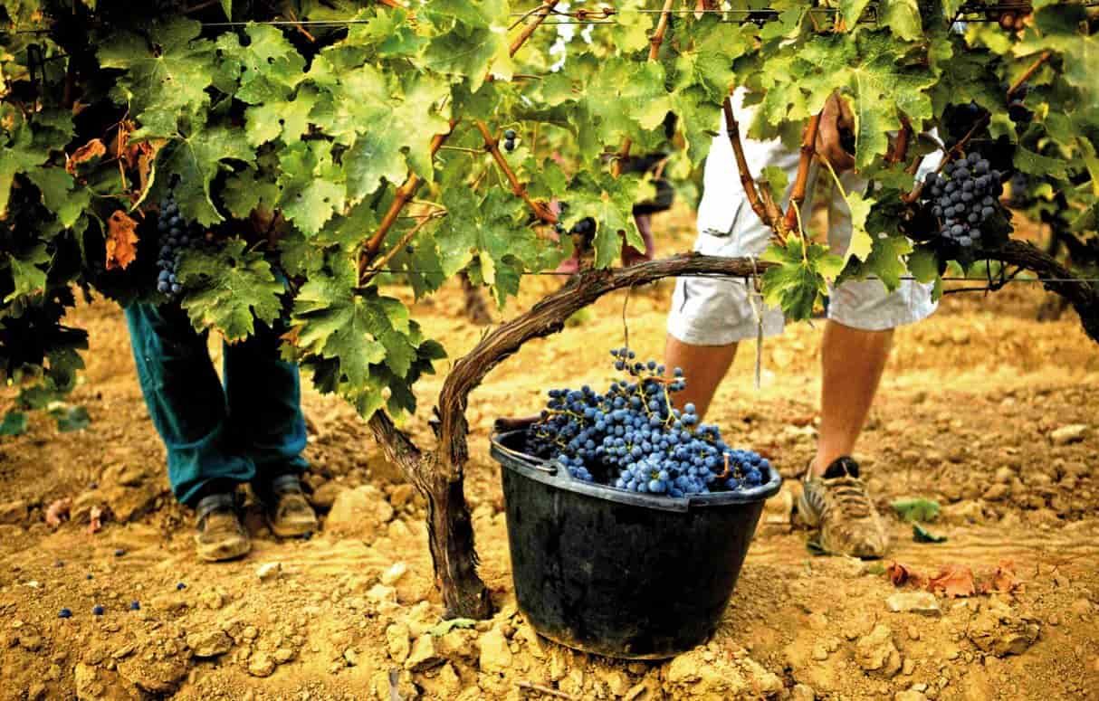Молдова готовится к сокращению - урожай винограда на 30% ниже прошлогоднего - agroexpert.md