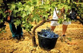 Молдова готовится к сокращению - урожай винограда на 30% ниже прошлогоднего - agroexpert.md