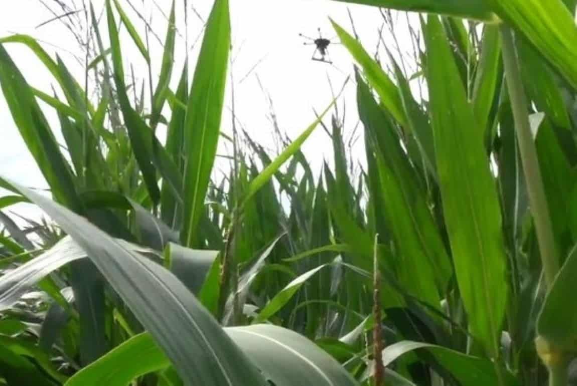 Агродроны: Поздние подсевы сидератов на поле со зрелой кукурузой - agroexpert.md  
