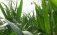 Агродроны: Поздние подсевы сидератов на поле со зрелой кукурузой - agroexpert.md  