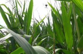 Агродроны: Поздние подсевы сидератов на поле со зрелой кукурузой - agroexpert.md  