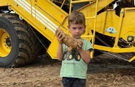 Картошка весом 1280 граммов найдена в Национальный день сбора урожая картофеля - agroexpert.md