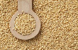 sorgul alternativă porumb zone secetoase - agroexpert.md