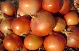 К началу осени в Молдове резко снизилась цена на лук - agroexpert.md