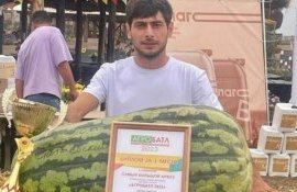 Астраханский фермер вырастил короля арбузов 2023 - agroexpert.md