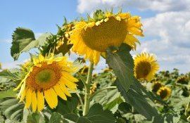 IFAD proiect agricultură - agroexpert.md