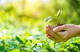 Înierbare terenuri agricole granturi tineri femei - agroexpert.md