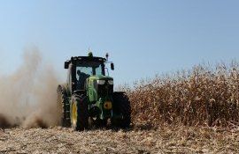 recolta porumb distrusă Cahul agricultori - agroexpert.md