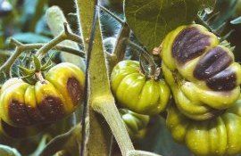 carență calciu tomate ardei - agroexpert.md